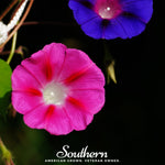 Scarlett O’Hara Morning Glory – 50 Seeds