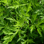 Mugwort – 200 Seeds