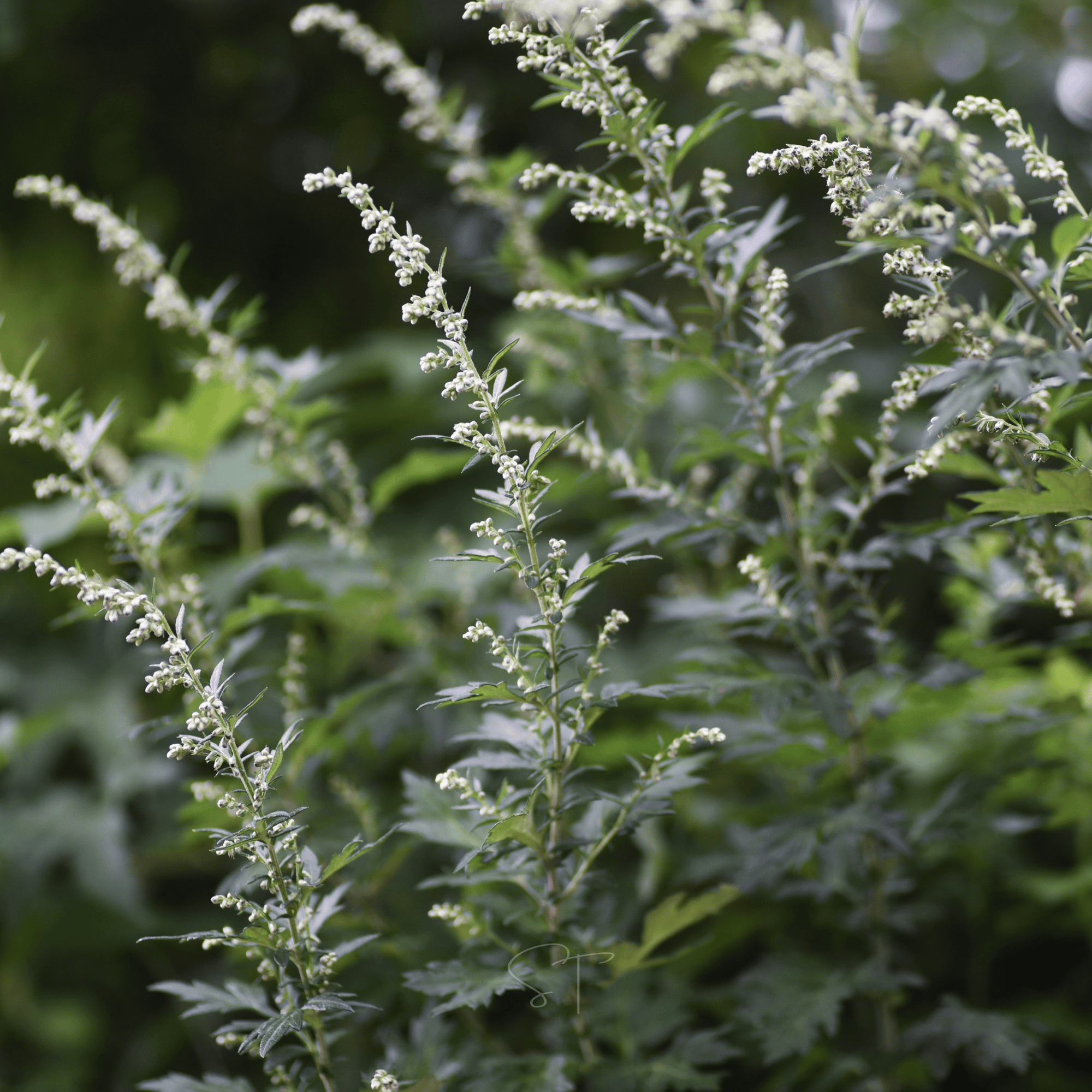 Mugwort – 200 Seeds