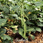 California Blackeye Peas – 20 Seeds