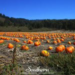 Jack O Lantern Pumpkin – 20 Seeds