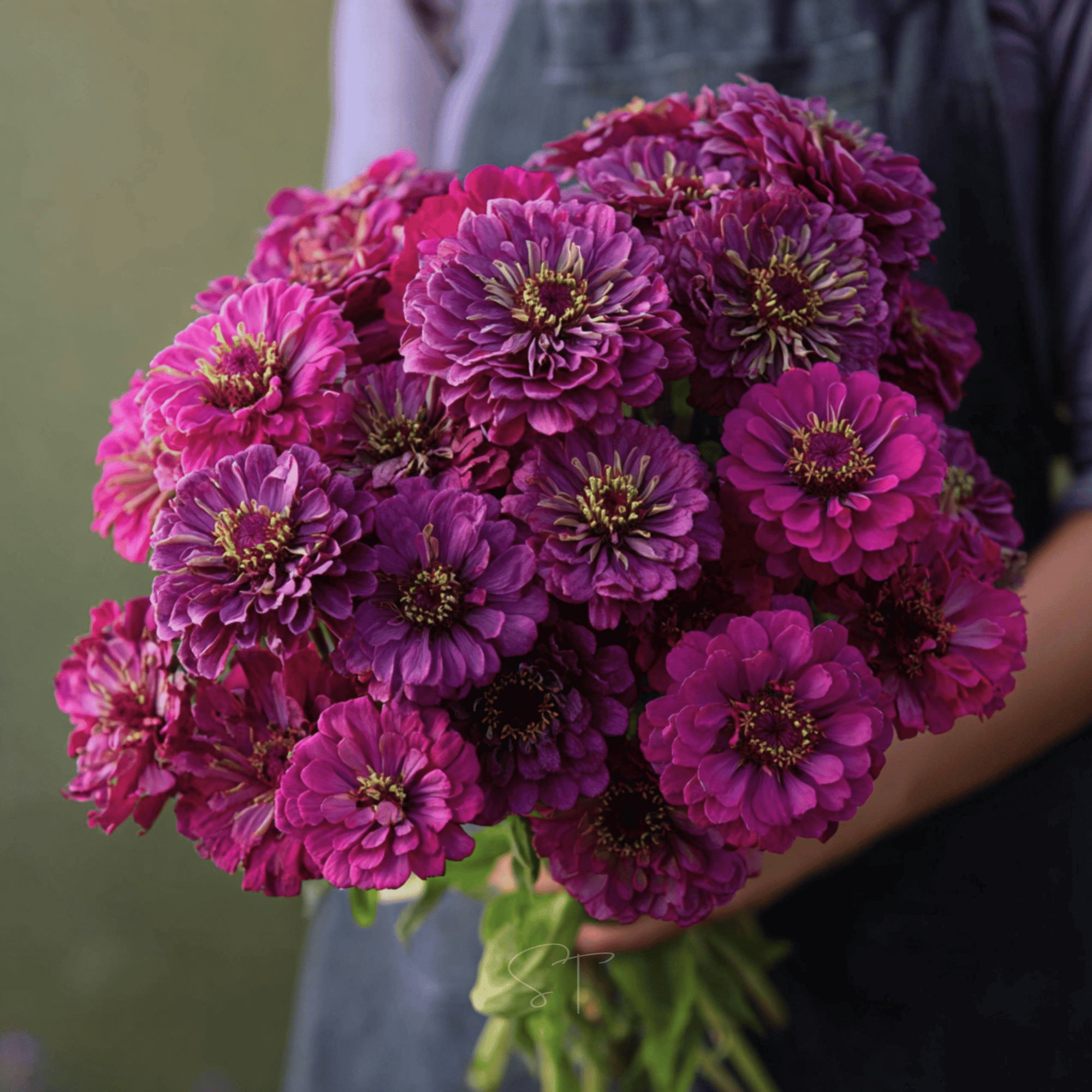 Purple Prince Zinnia – 100 Seeds