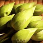 Sacred Lotus (Bonsai) - 5 Seeds