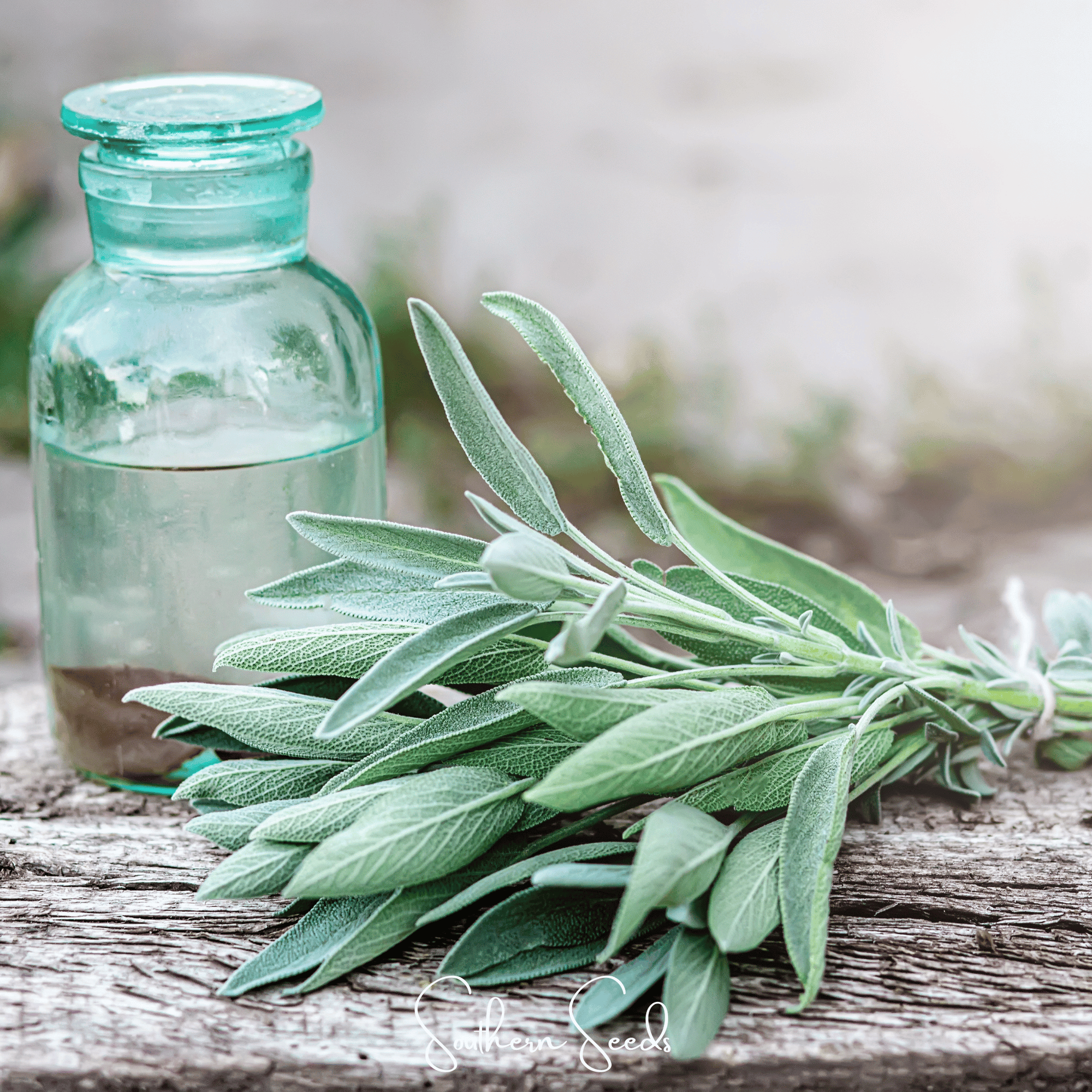 Kitchen Sage – 50 Seeds