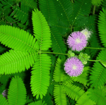 Sensitive Plant Mimosa – 50 Seeds – Responds When Touched