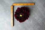 Dahlia Manoa-3 Rooted Cuttings
