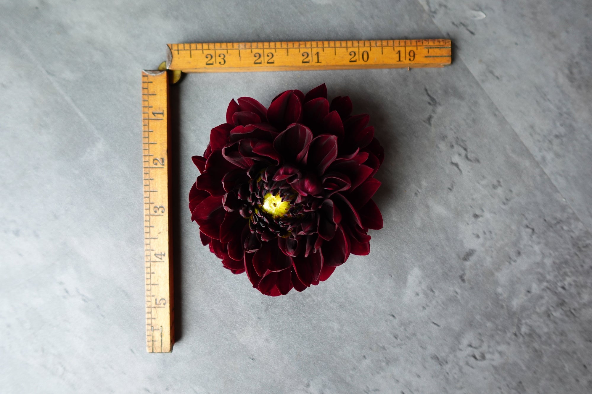 Dahlia Manoa-3 Rooted Cuttings