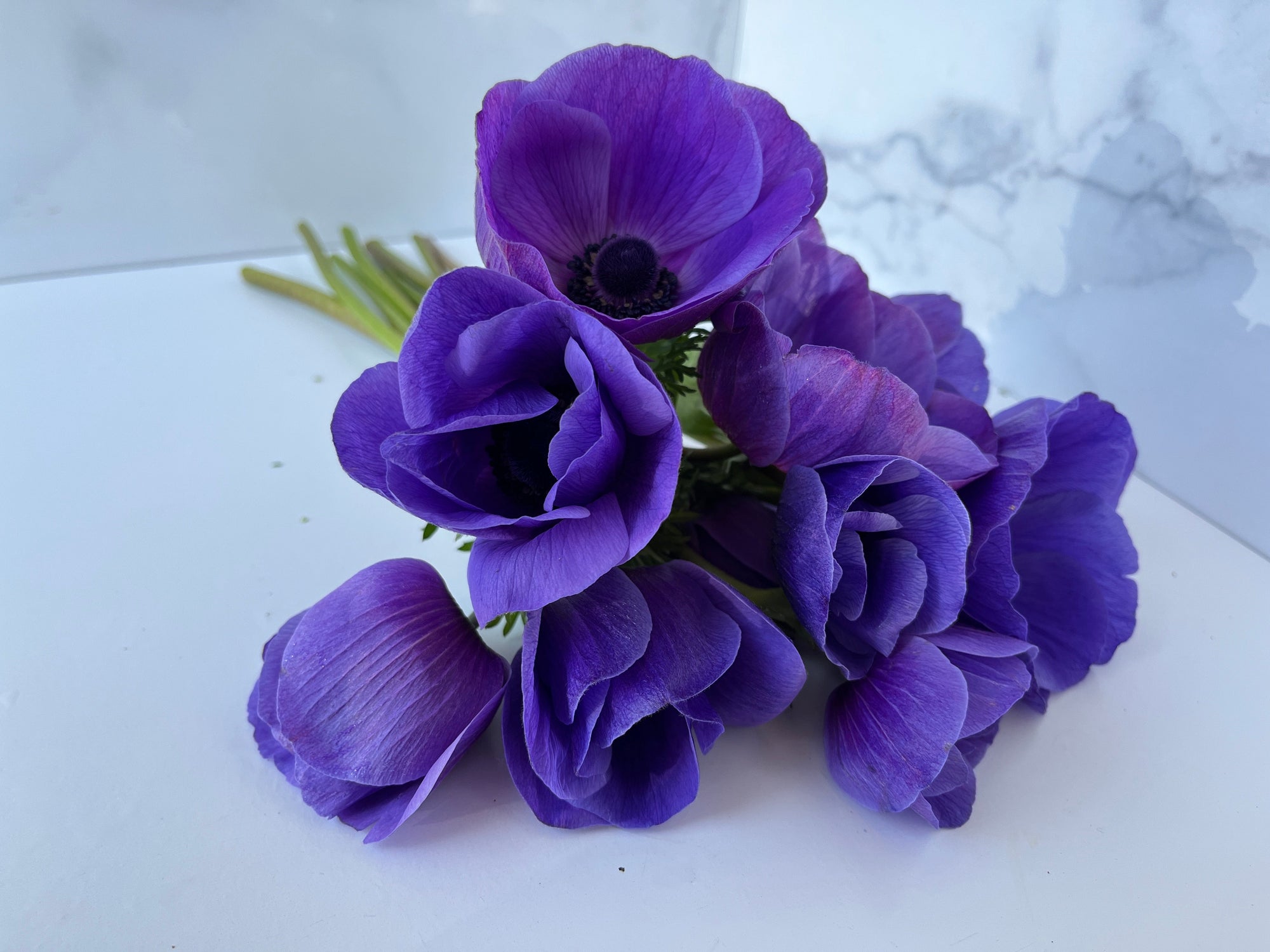 Anemone Corms-Blue