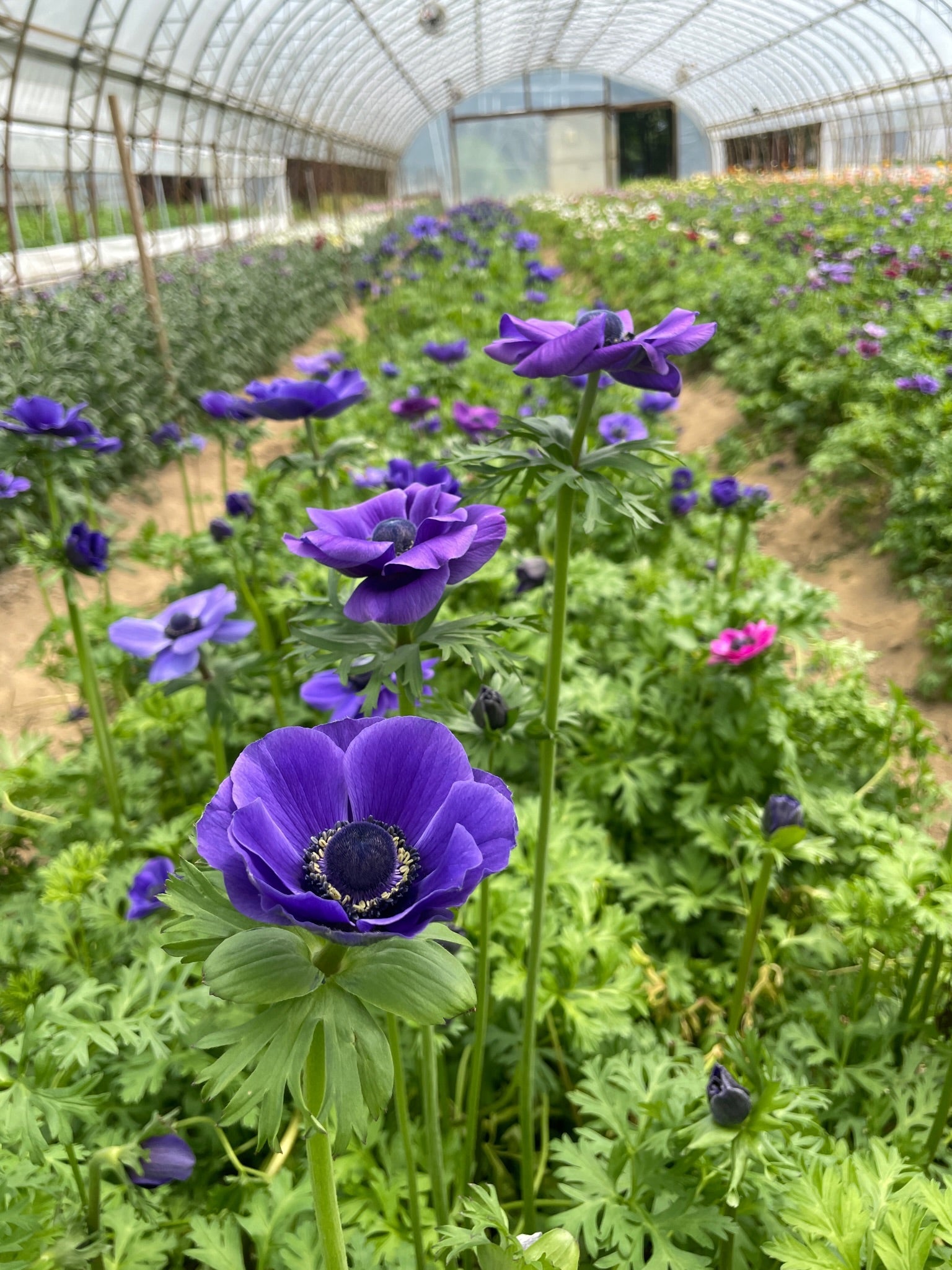 Anemone Corms-Blue