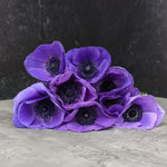 Anemone Corms-Blue