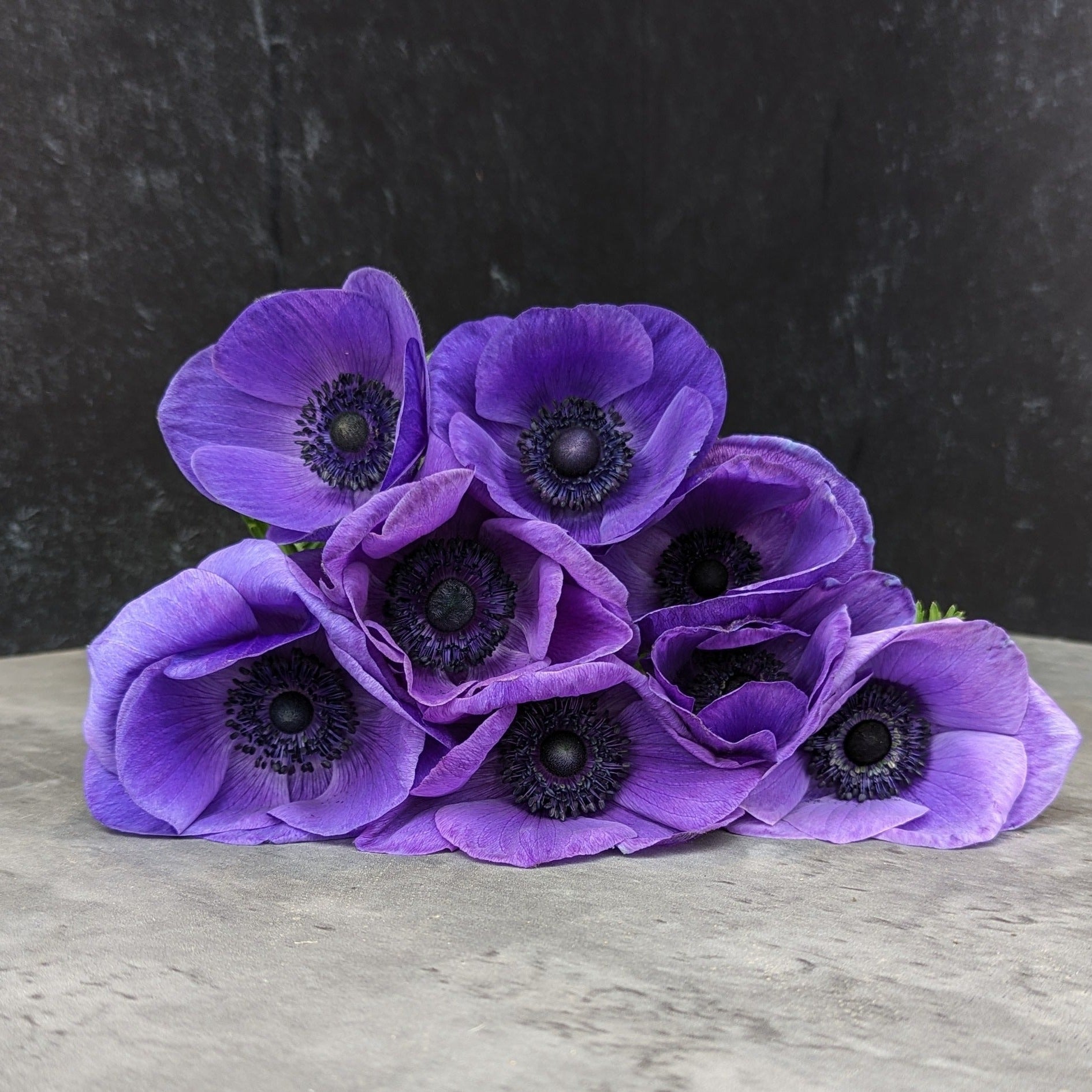 Anemone Corms-Blue