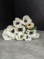 Anemone Corms-Panda
