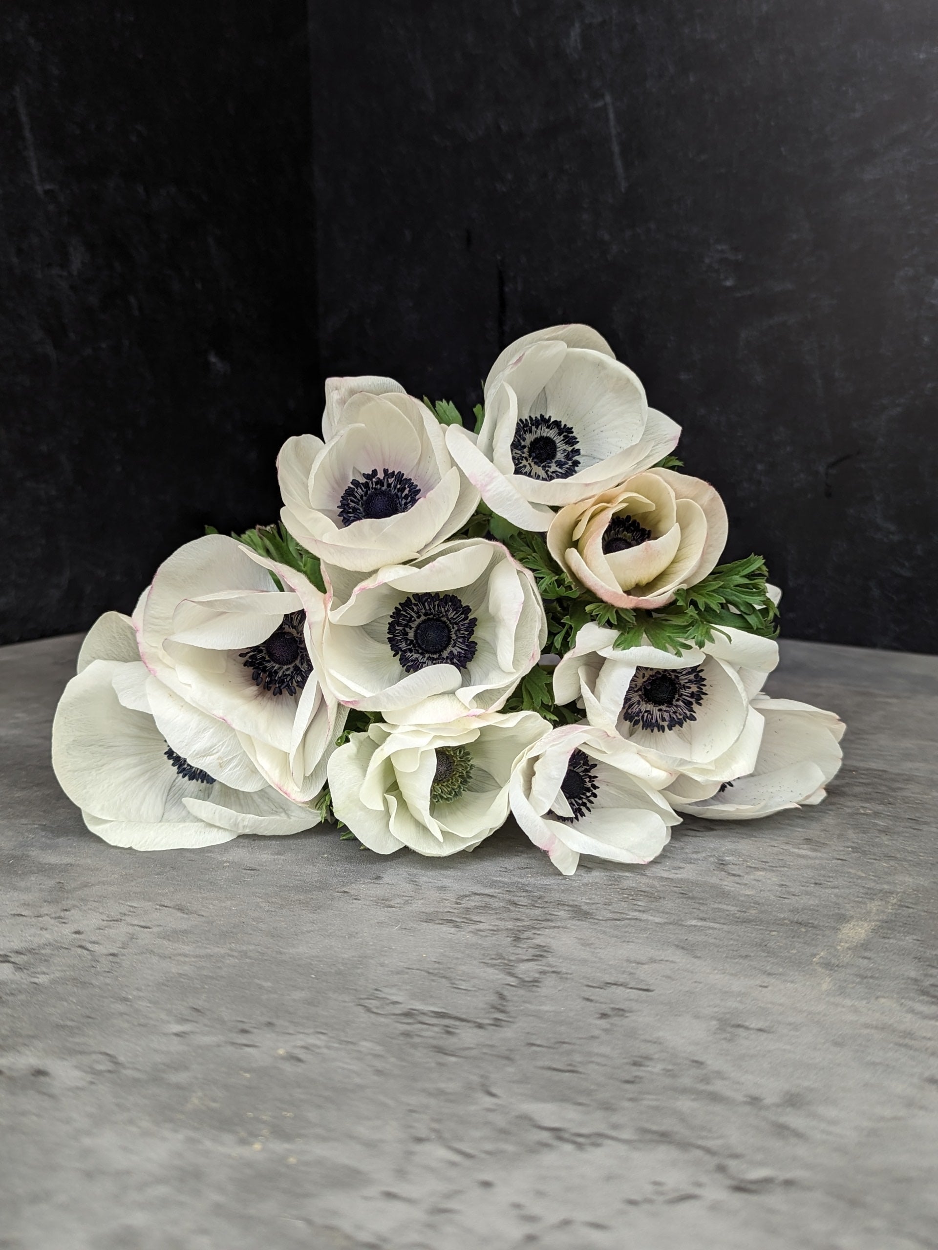 Anemone Corms-Panda
