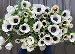 Anemone Corms-Panda