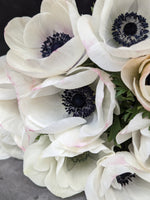Anemone Corms-Panda