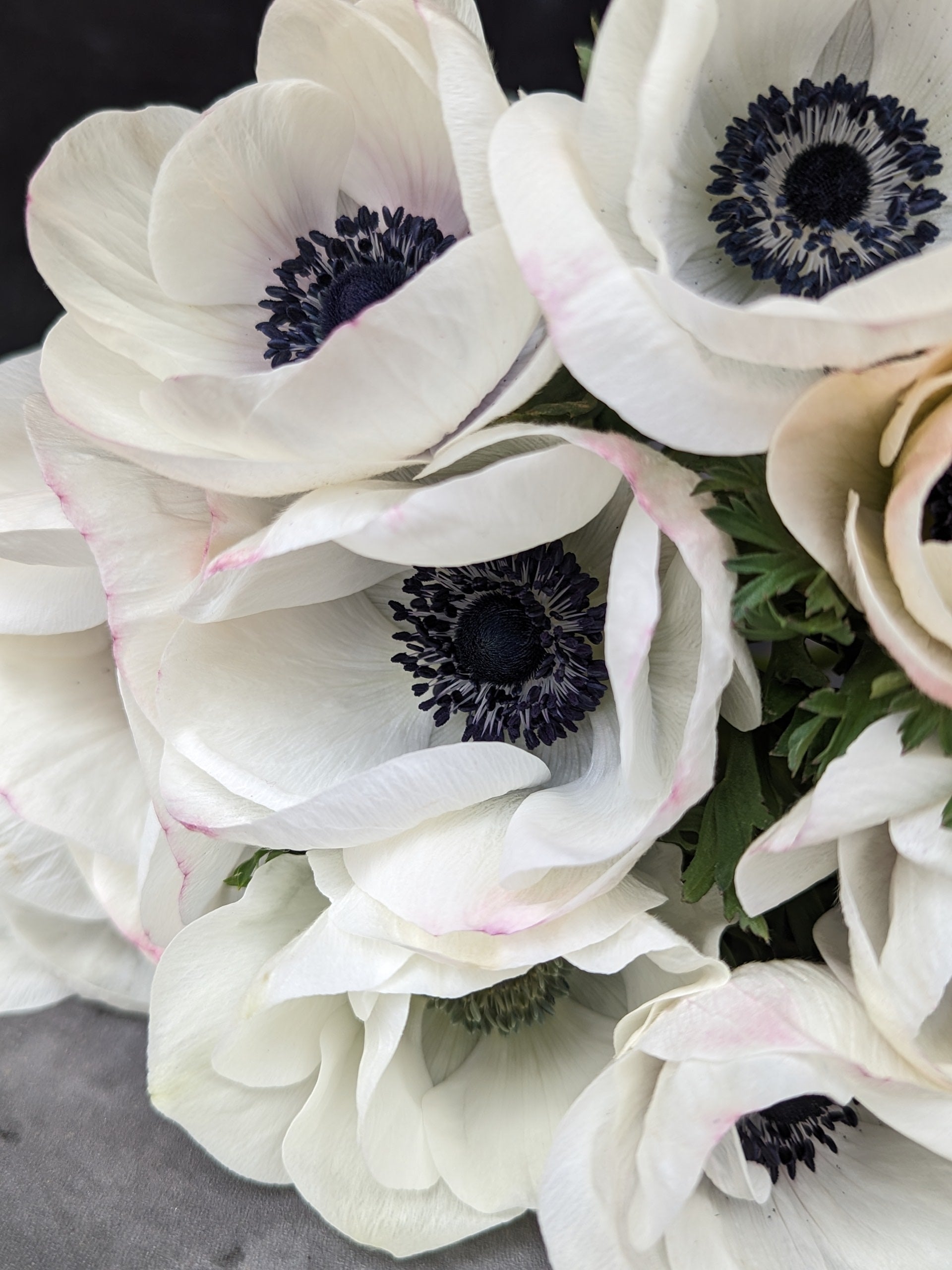 Anemone Corms-Panda