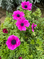 Anemone Corms-Pink