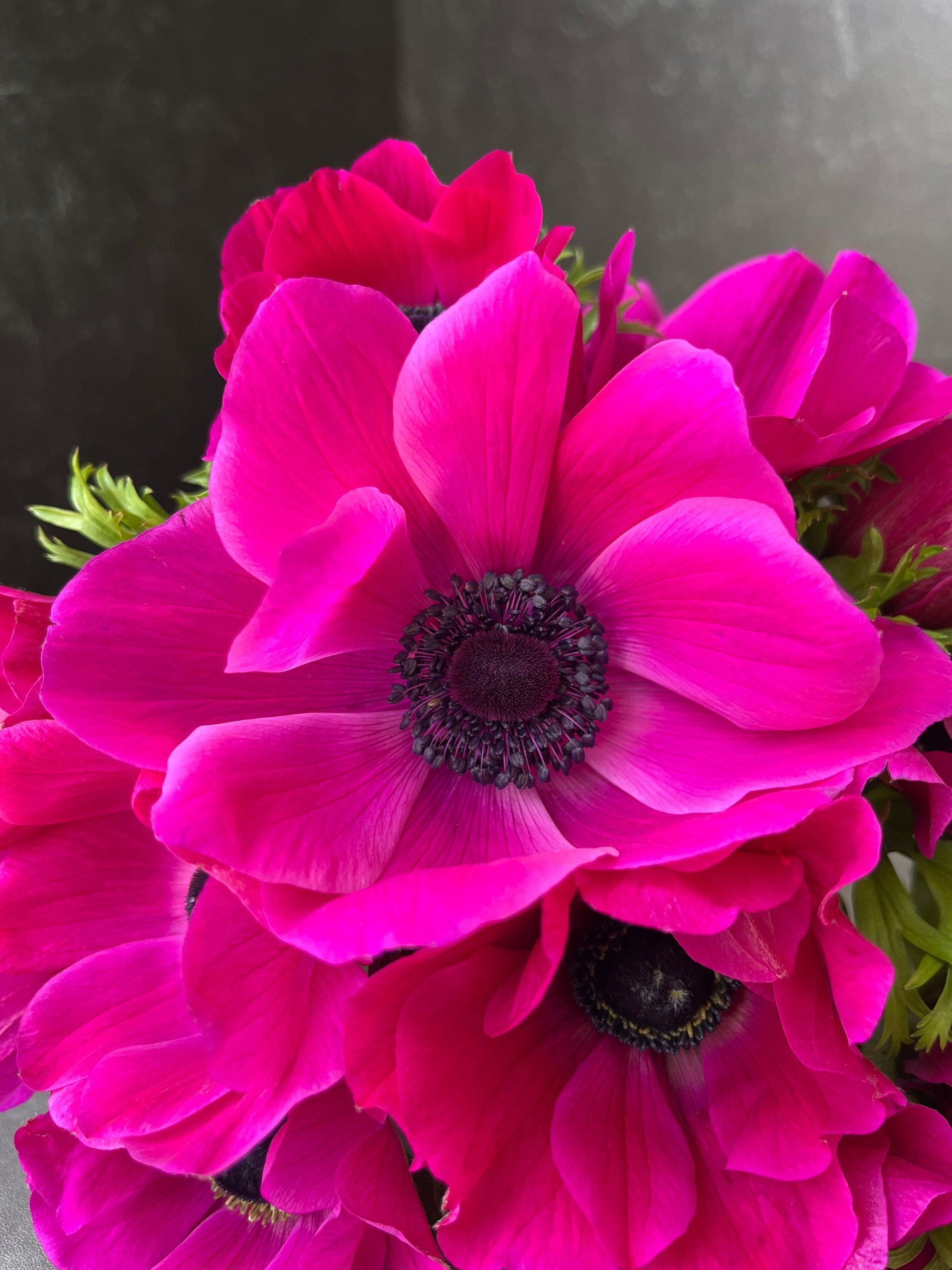 Anemone Corms-Pink