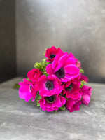 Anemone Corms-Pink