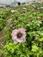 Anemone Corms-Rarity