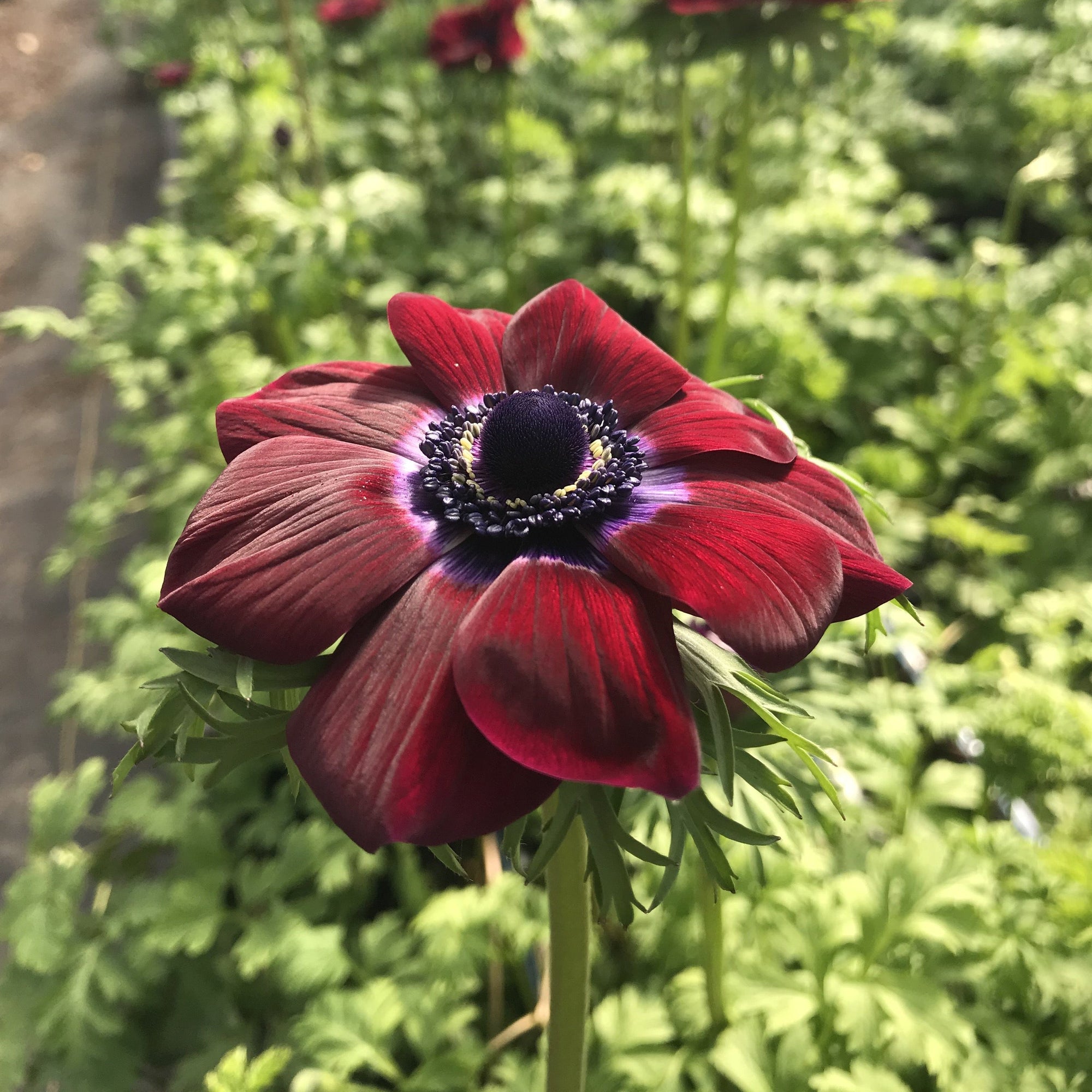 Anemone Corms-Wine