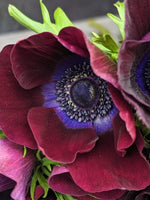 Anemone Corms-Wine