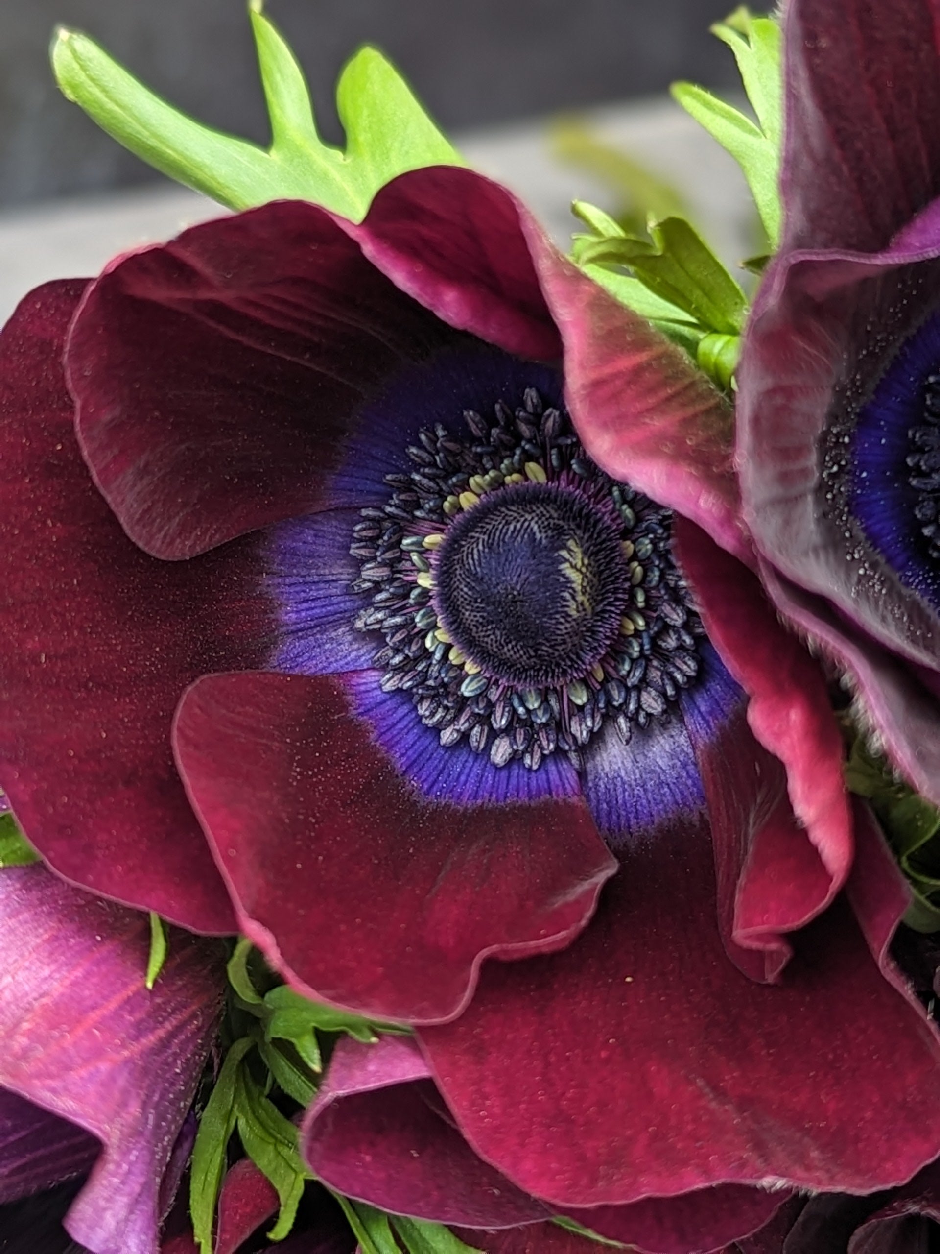 Anemone Corms-Wine
