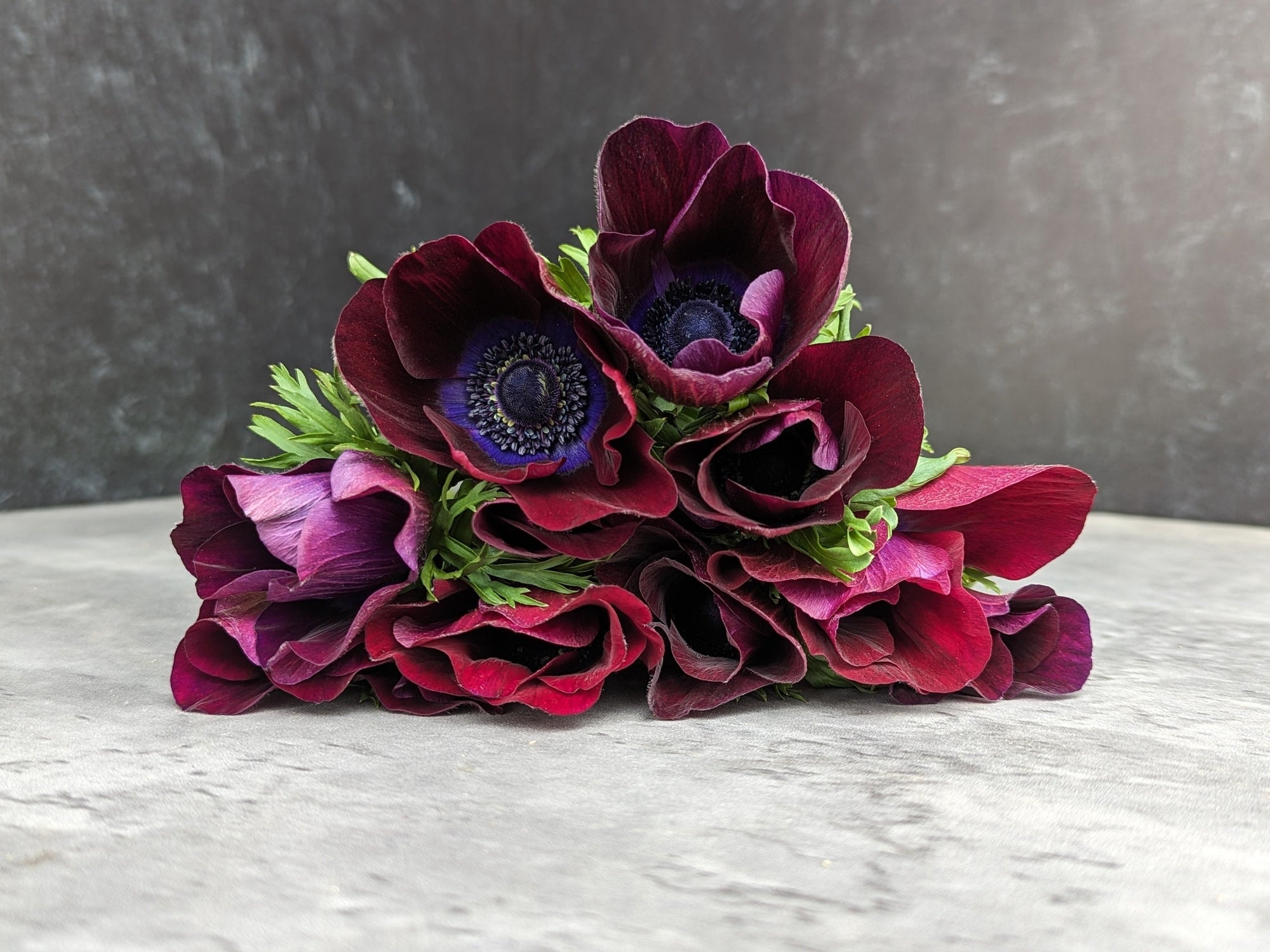 Anemone Corms-Wine