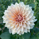 Dahlia Café au Lait-3 Rooted Cuttings