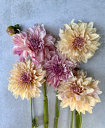 Dahlia Café au Lait-3 Rooted Cuttings
