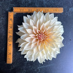 Dahlia Café au Lait-3 Rooted Cuttings