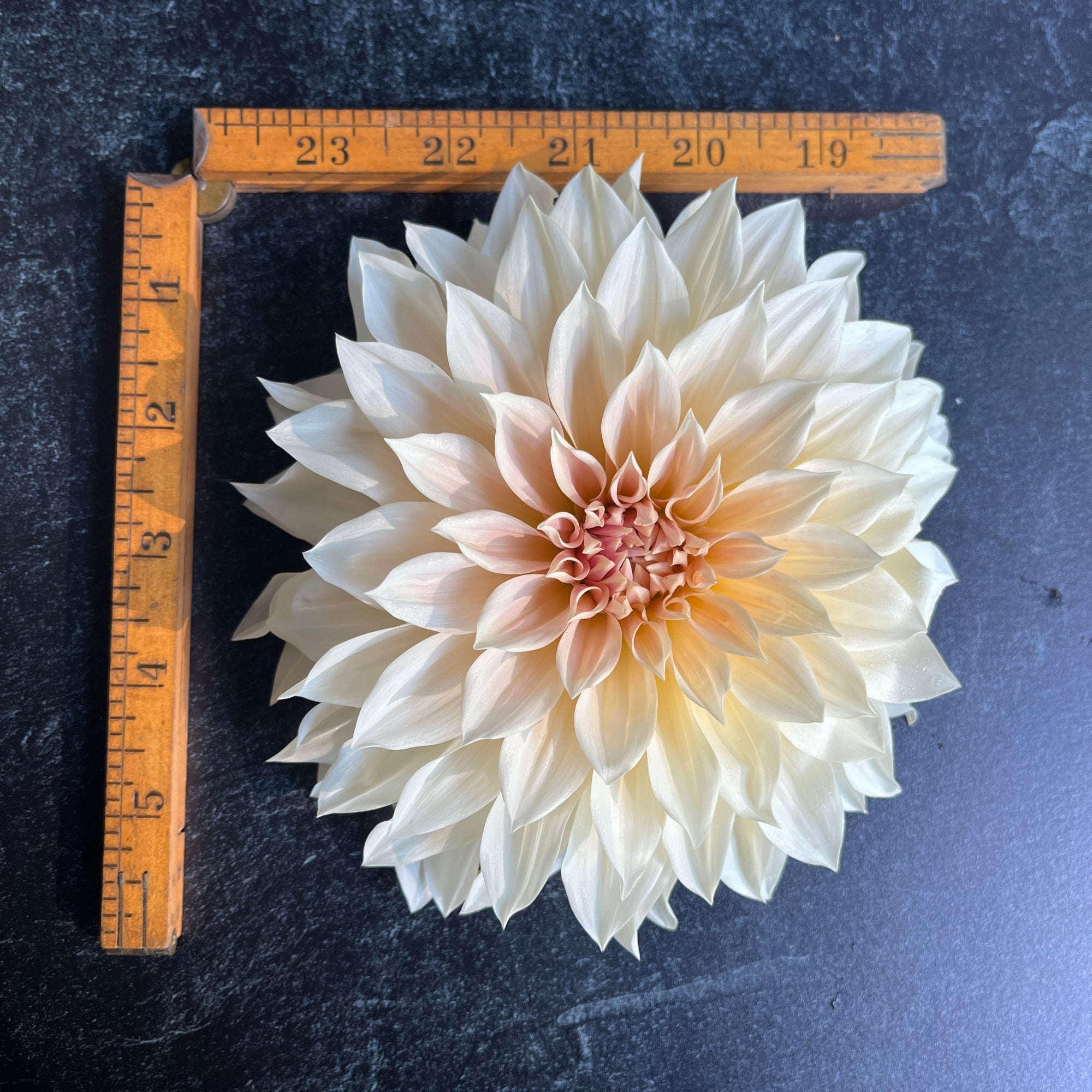 Dahlia Café au Lait-3 Rooted Cuttings
