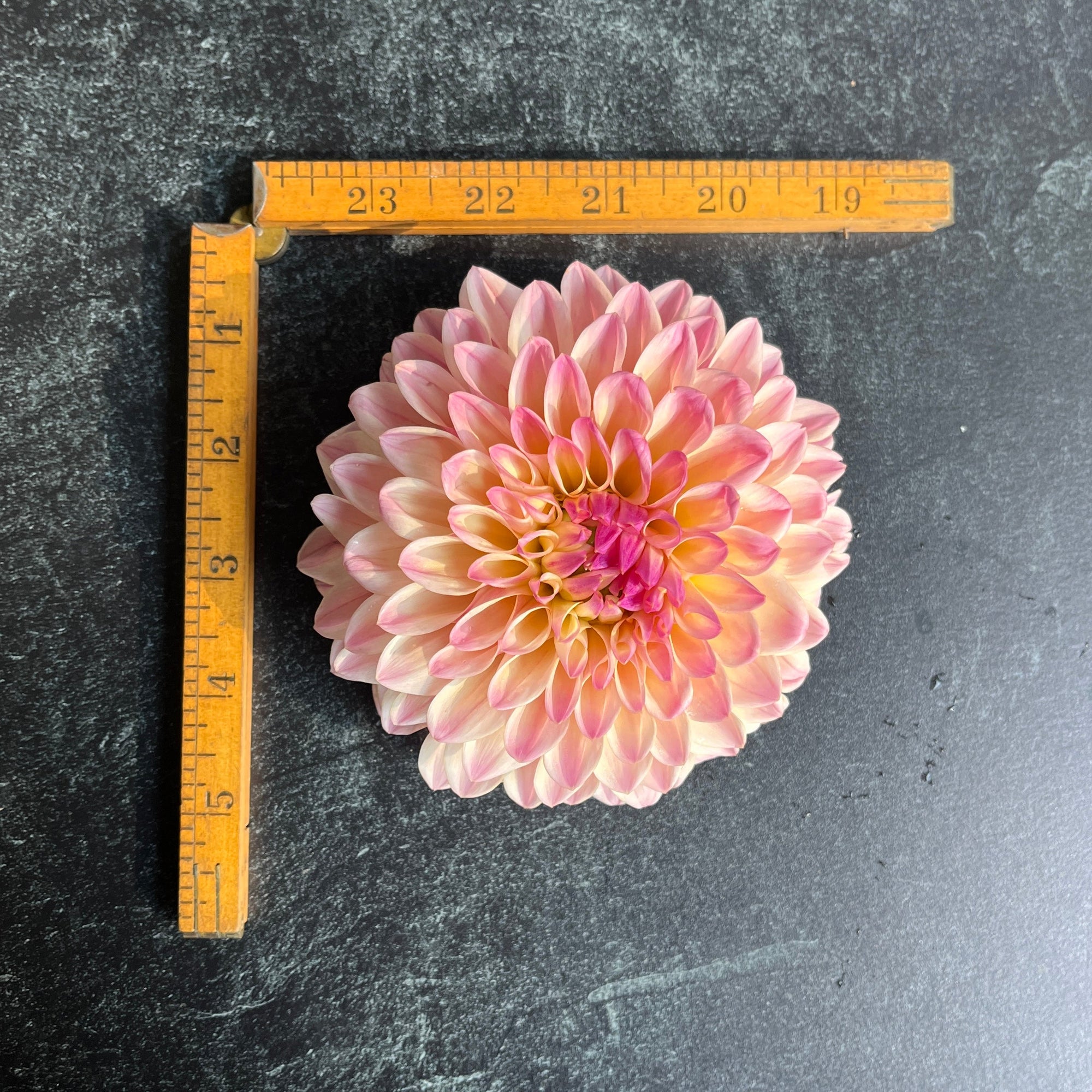 Dahlia Coralie-3 Rooted Cuttings