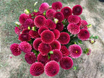 Dahlia Copper Boy-3 Rooted Cuttings