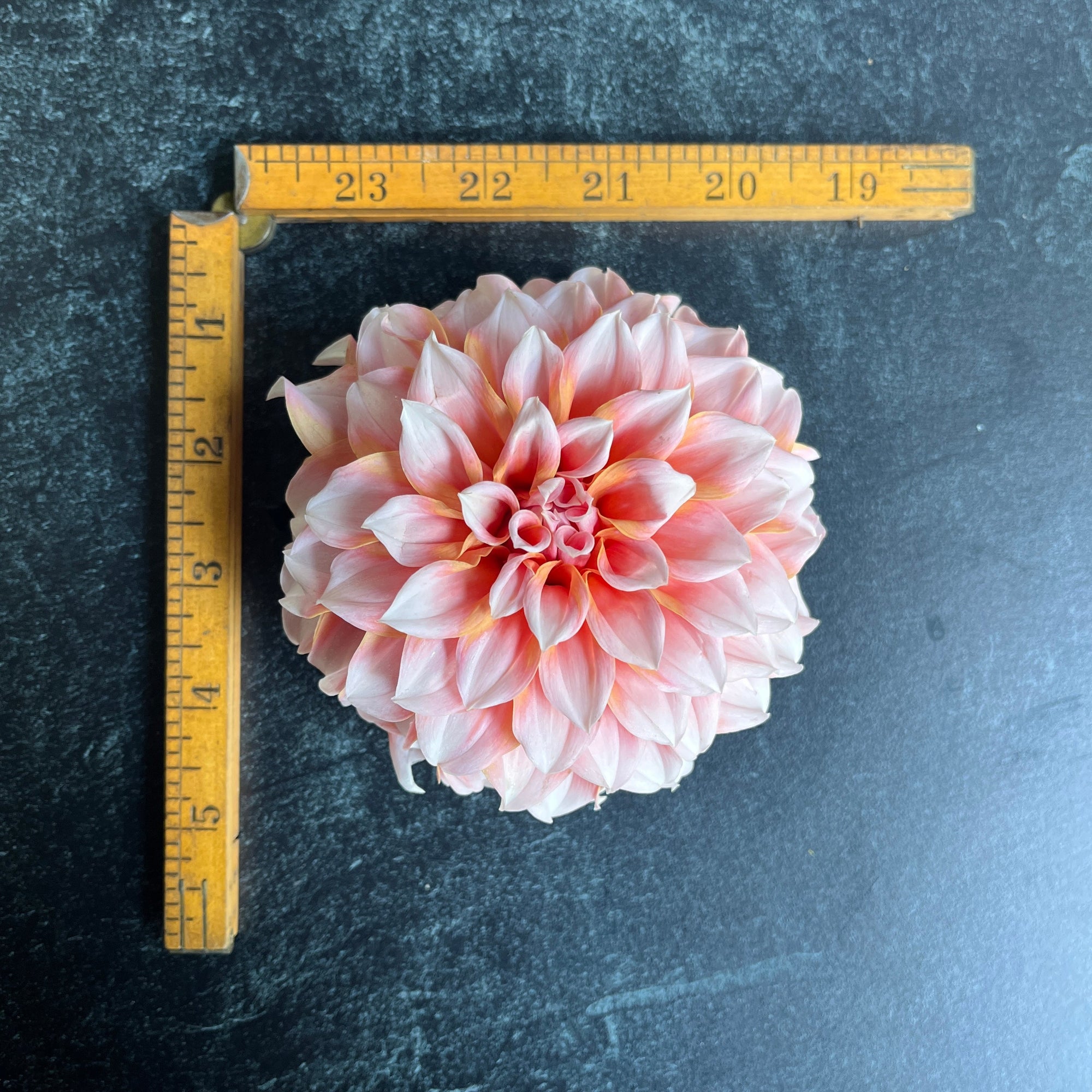 Dahlia Peaches N Cream-3 Rooted Cuttings
