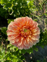 Dahlia Tuber Bracken Palomino