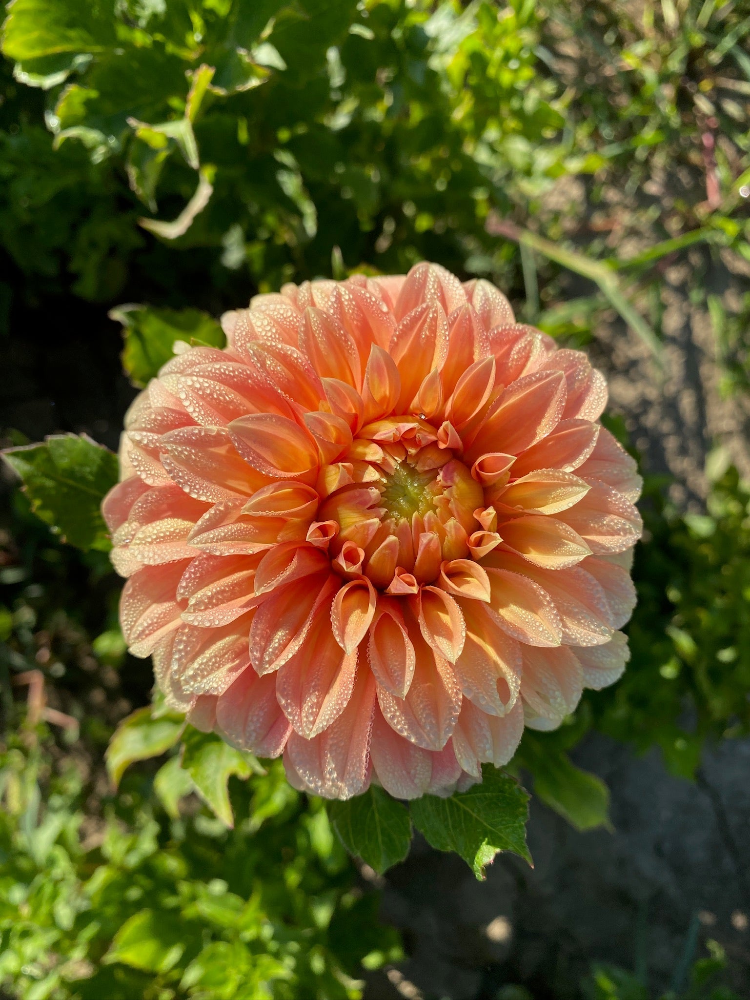 Dahlia Tuber Bracken Palomino