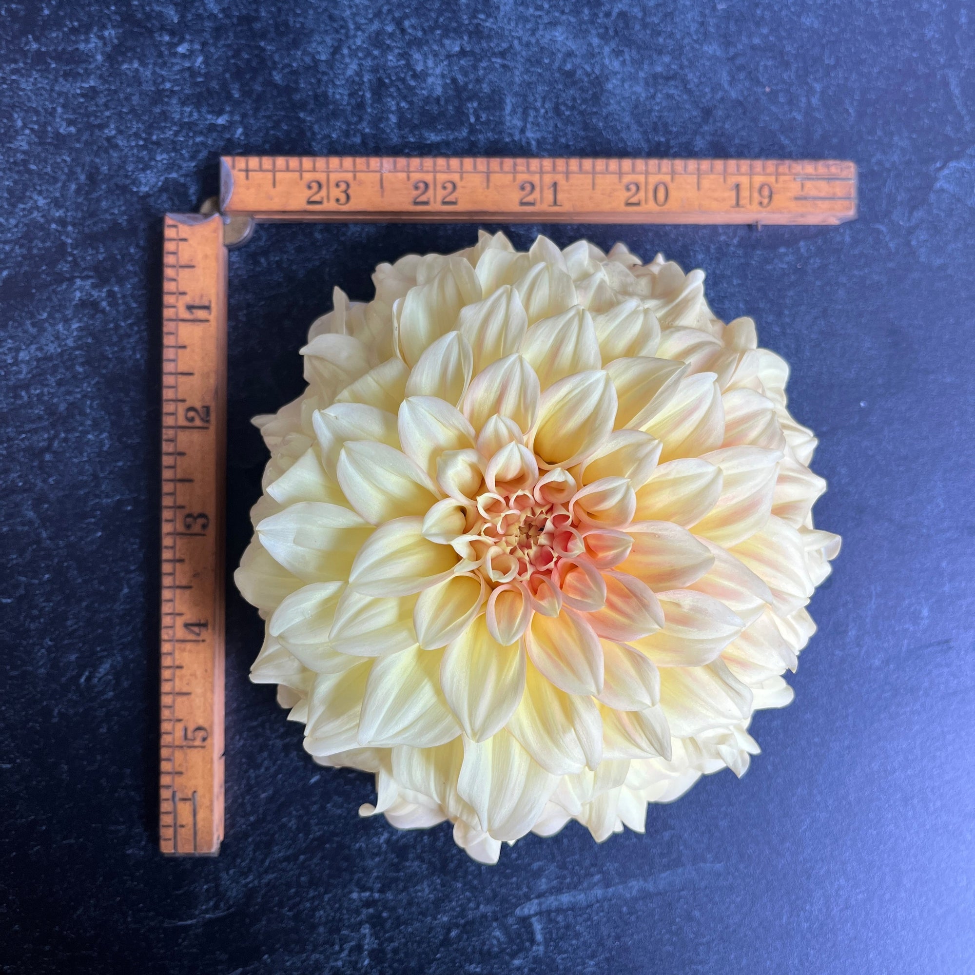 Dahlia Tuber Bracken Sarah