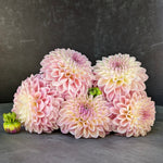Dahlia Tuber Coralie