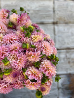 Dahlia Tuber Coralie