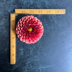 Dahlia Tuber Copper Boy