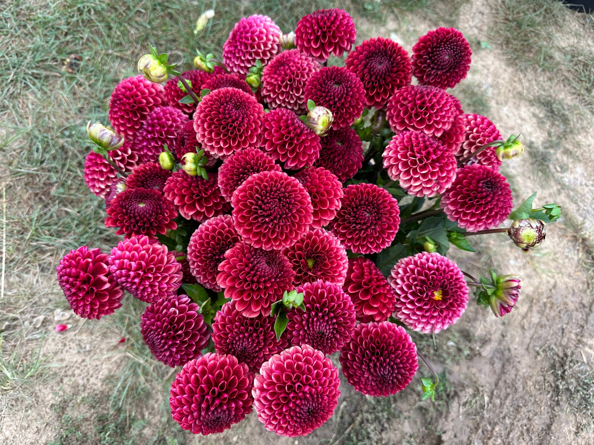 Dahlia Tuber Copper Boy