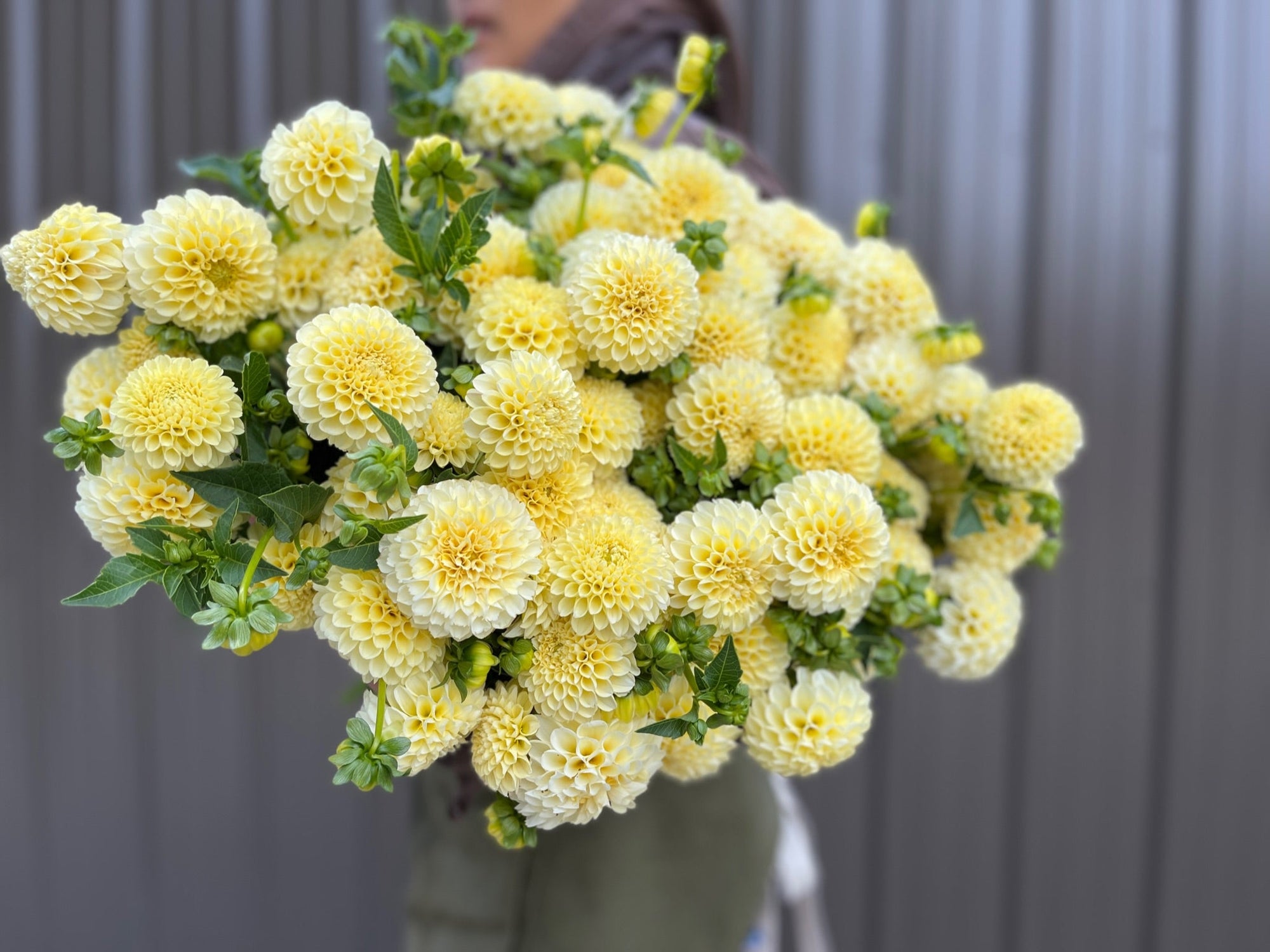 Dahlia Tuber Creamy
