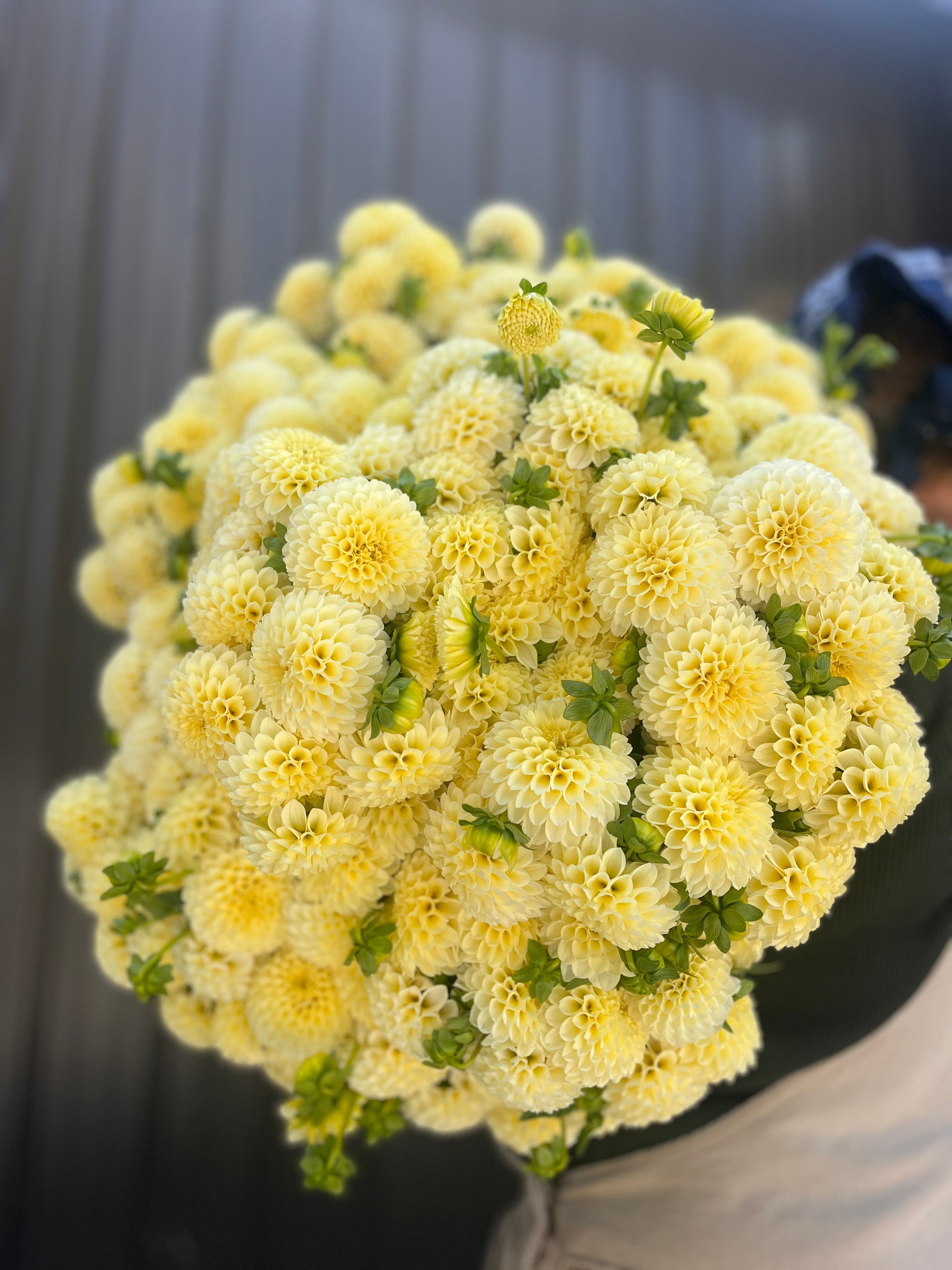 Dahlia Tuber Creamy