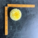 Dahlia Tuber Creamy