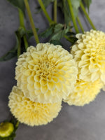 Dahlia Tuber Creamy
