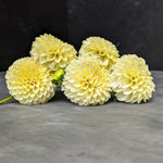 Dahlia Tuber Creamy