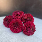 Dahlia Tuber Jessie G