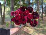 Dahlia Tuber Jessie G