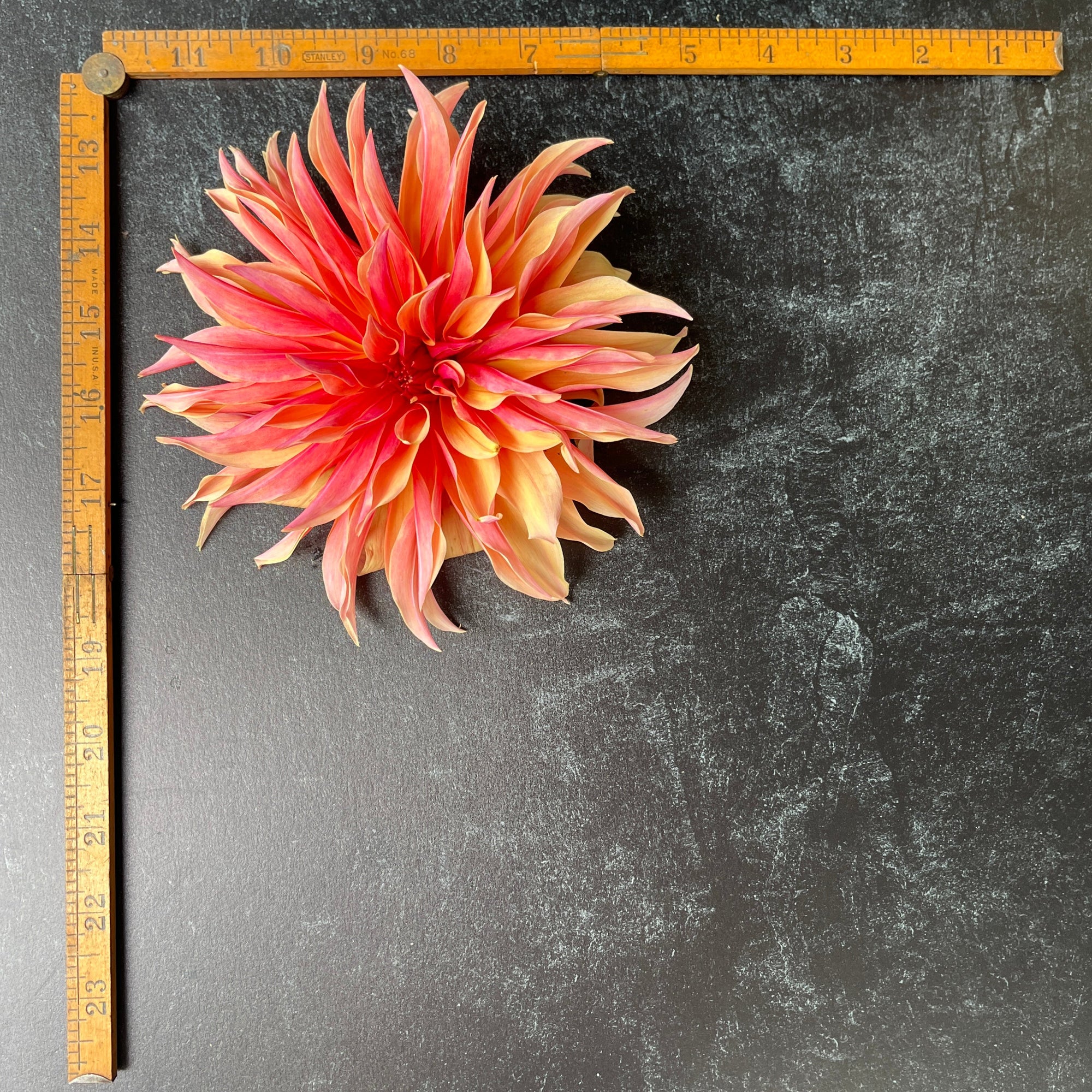 Dahlia Tuber Labyrinth